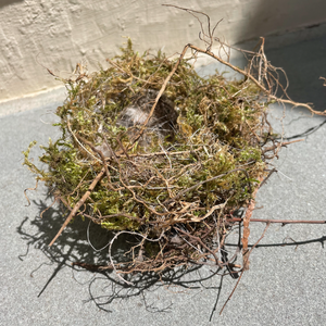 Fallen Nest