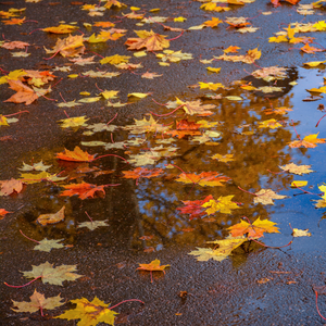 Leaves on wet pavement