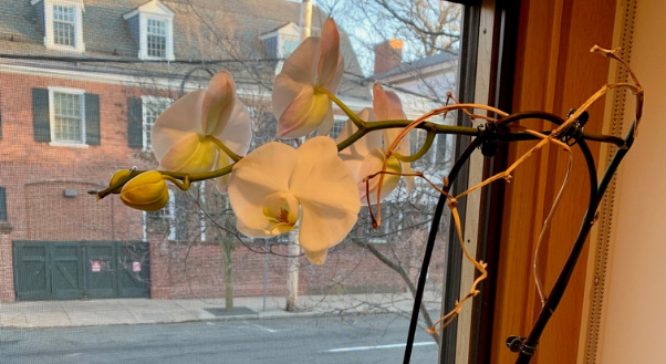 Photo Reflection Orchid