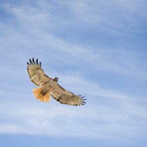 Red-Tailed Hawk (1)